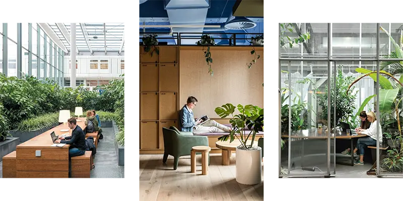 Images of people working within biophilic office and coworking spaces